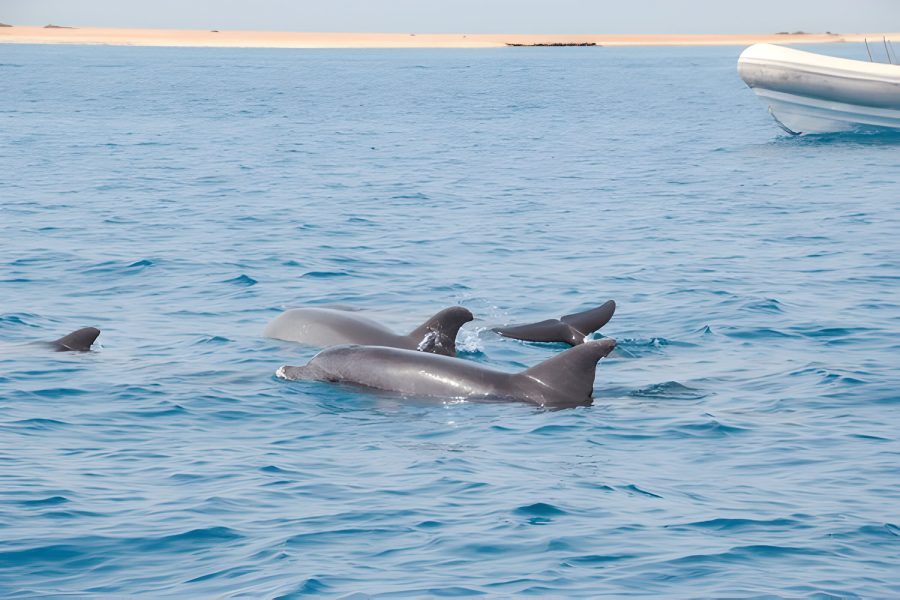 Swim with Dolphins: Dolphin House Adventure in Marsa Alam